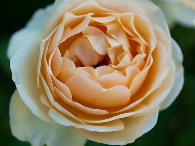 Cerca de la hermosa rosa en el jardín.