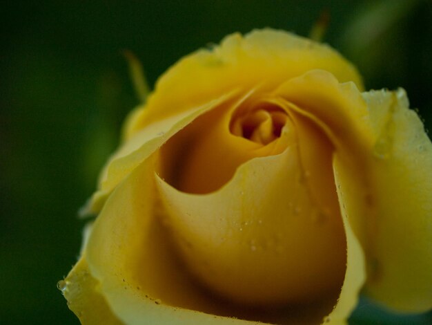 Foto cerca de la hermosa rosa en el jardín.