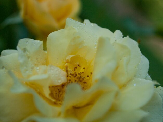 Foto cerca de la hermosa rosa en el jardín.