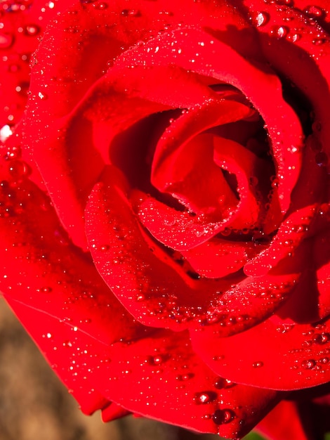 Cerca de la hermosa rosa en el jardín.