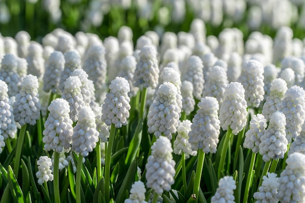 Cerca de hermosas flores blancas