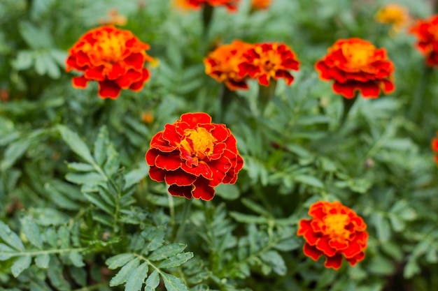 Cerca de hermosas flores de caléndula en el jardín