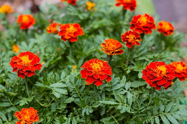 Cerca de hermosas flores de caléndula en el jardín