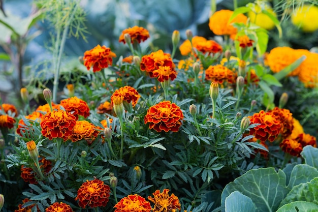 Cerca de hermosas flores de caléndula