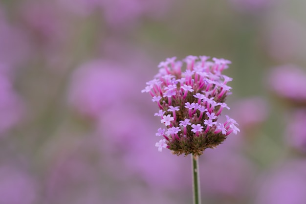 De cerca las hermosas flores de lavanda purparetop de Verbana bonariensis