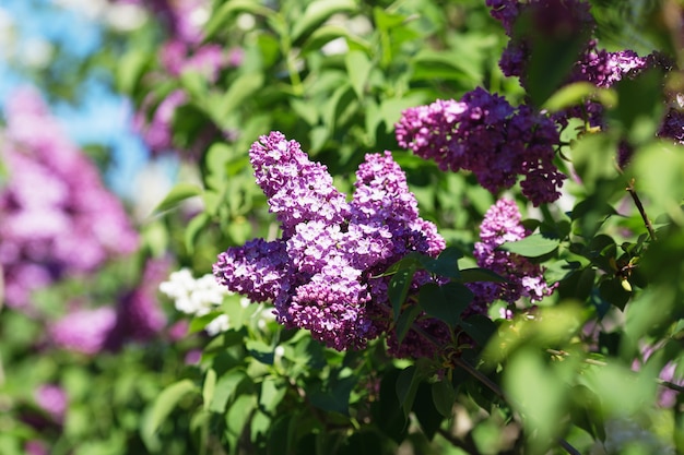 Cerca de hermosas flores lilas