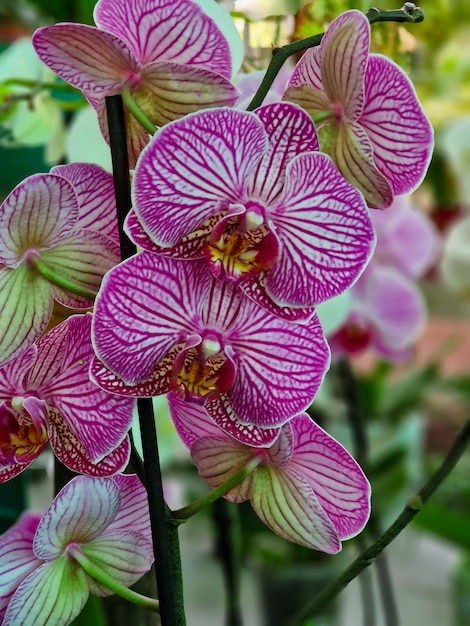 Cerca de hermosas flores de orquídeas en el jardín botánico.