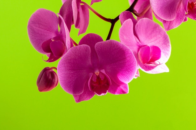Cerca de hermosas flores de orquídeas Phalaenopsis sobre fondo brillante