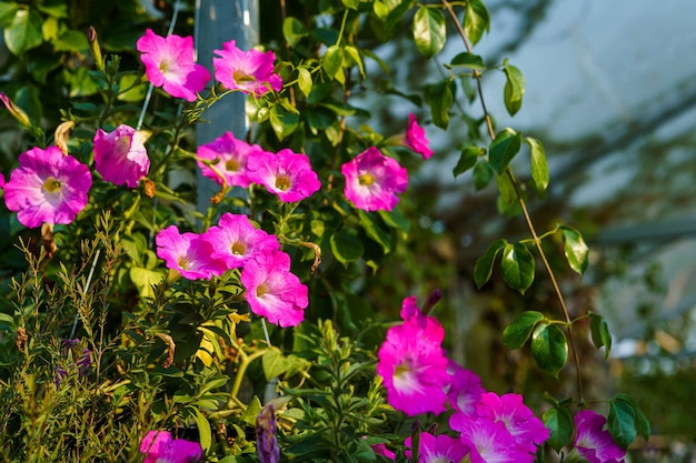 Cerca de hermosas flores de Petunia rosa en una maceta en el jardín con luz solar.