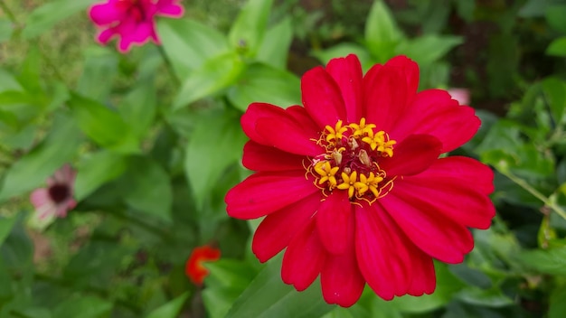 Foto de cerca, hermosas flores rojas entre las hojas verdes 01