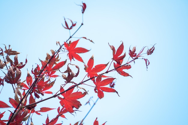 Cerca de hermosas hojas de arce en un día soleado de otoño en Taiwán sin espacio de copia de personas.