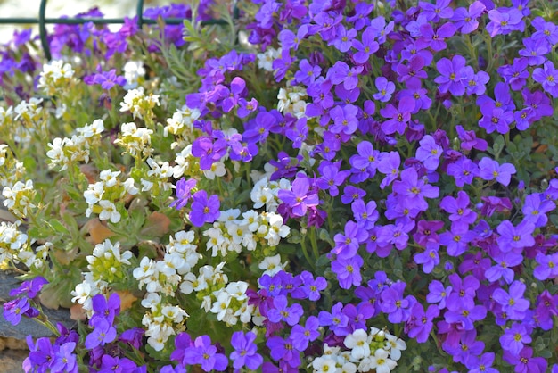 Cerca del hermoso arbusto de flores blancas y púrpuras