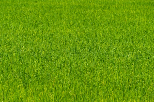 Cerca del hermoso campo de arroz de arroz verde desde la vista de drones para el fondo