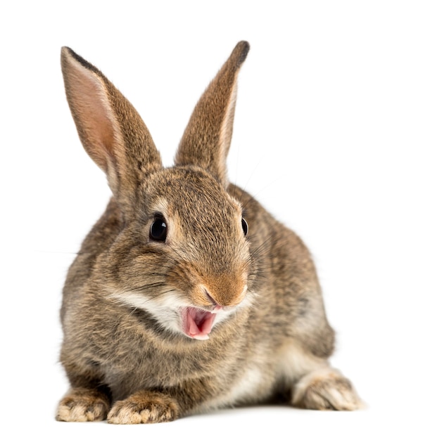 Cerca de hermoso conejo aislado