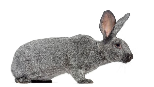 Cerca de hermoso conejo aislado