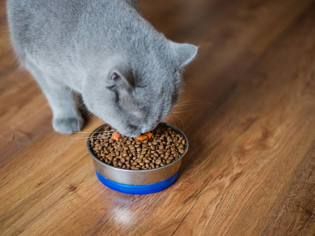 Foto cerca de un hermoso gato británico comiendo de su cuenco