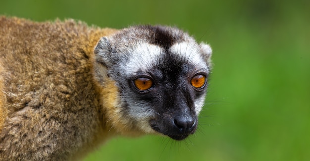 Foto cerca de hermoso lémur maki en la naturaleza