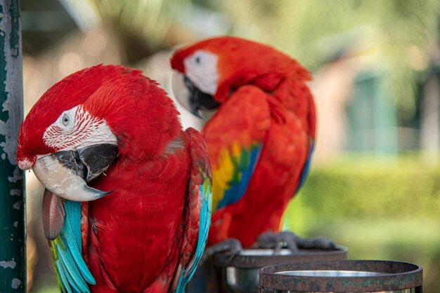 Foto de cerca el hermoso loro guacamayo posado en una jaula