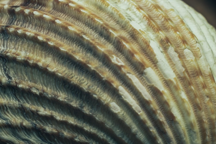 Foto cerca hermoso patrón de conchas marinas textura de fondo para el diseño vista de fotografía macro