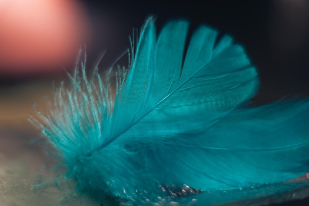 Cerca hermoso patrón de plumas de pájaro azul en un fondo bokeh para la textura del diseño