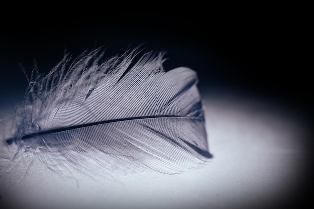 Foto cerca hermoso patrón de plumas de pájaro gris fondo para la textura del diseño vista de fotografía macro
