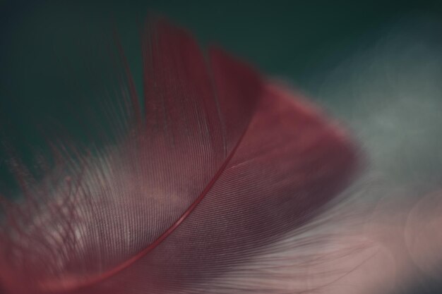 Cerca hermoso patrón de plumas de pájaro rojo en un fondo bokeh para la textura del diseño