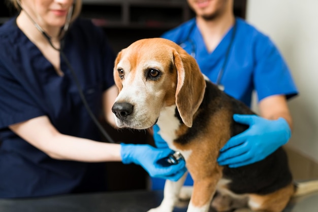 Cerca de un hermoso perro beagle en el veterinario. Veterinario profesional caucásico e hispano con guantes revisando la salud de un lindo perro en la clínica de mascotas