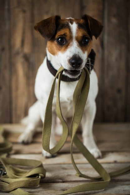 Cerca de hermoso perro jack russell