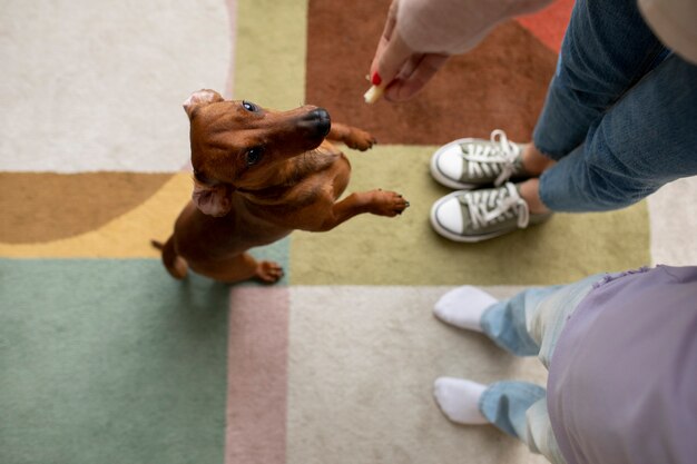 Foto cerca de hermoso perro salchicha pasar tiempo con la familia