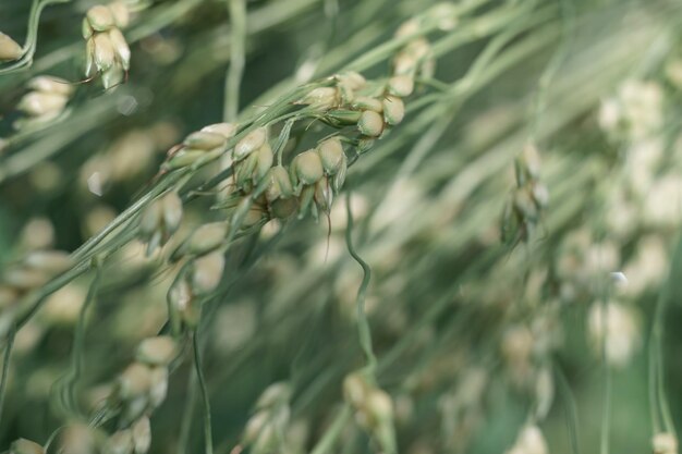 De cerca el hermoso sorgo sudanés de una hierba sobre un fondo de hojas verdes el fondo de la naturaleza pat