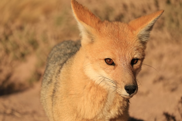 Foto cerca de un hermoso zorro andino en el desierto de atacama