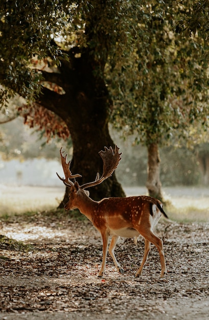 Cerca de hermosos ciervos jóvenes en el parque natural de Migliarino San Rossore Massaciuccoli, Italia