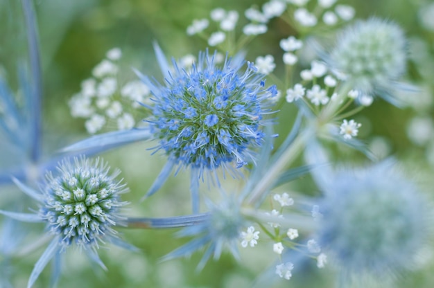 Cerca de hermosos detalles de hierba de flores