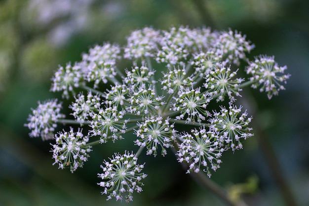 Cerca de hermosos detalles de hierba de flores