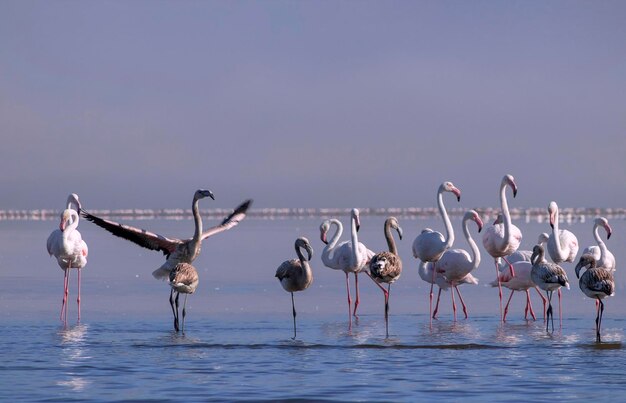 Cerca de hermosos flamencos africanos que están parados en agua tranquila con reflejo. Namibia