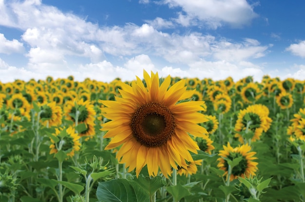 Cerca de hermosos girasoles en el campo