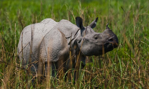 Cerca de hermosos rinocerontes en la naturaleza