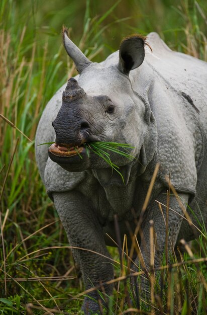 Cerca de hermosos rinocerontes en la naturaleza