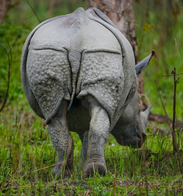 Cerca de hermosos rinocerontes en la naturaleza