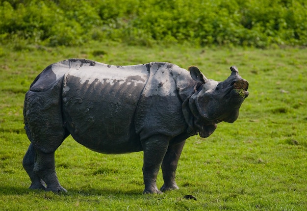 Cerca de hermosos rinocerontes en la naturaleza