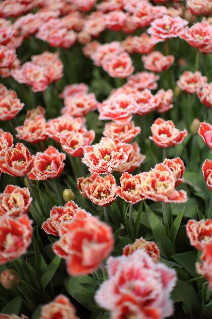 Cerca de hermosos tulipanes en flor