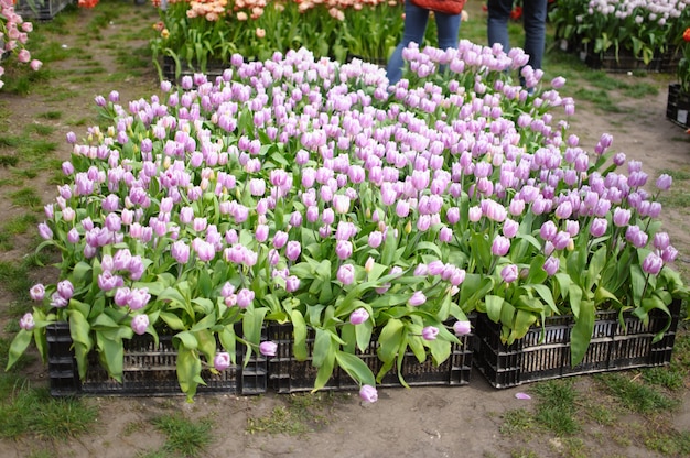 Cerca de hermosos tulipanes en flor