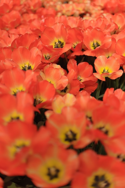 Cerca de hermosos tulipanes en flor