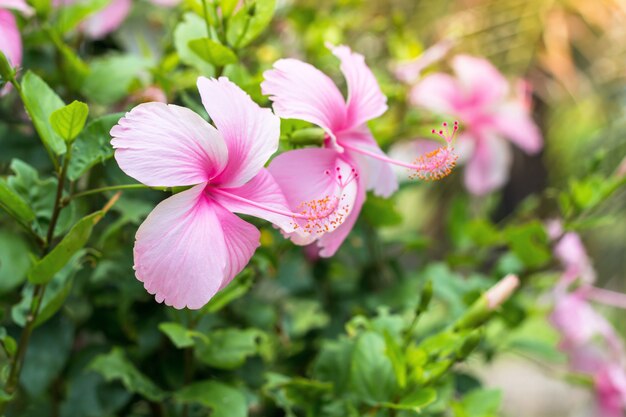 Cerca de hibisco hermoso, flor de chaba en floración en el jardín