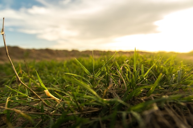 Cerca de hierba en el fondo de la naturaleza para el fondo con la luz del sol