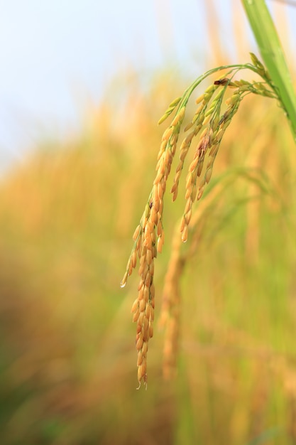 Cerca de hierba fresca en campos de arroz