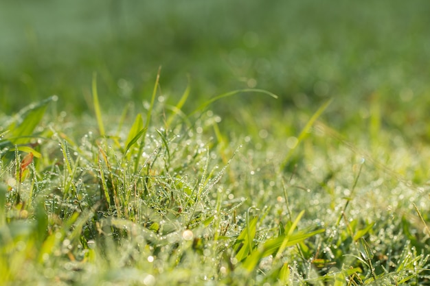 Cerca de hierba fresca con gotas de rocío