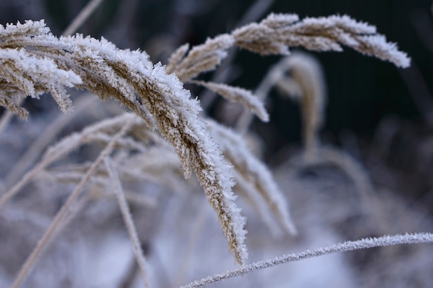 Cerca de hierba de la pampa congelada con nieve y hielo en día de invierno
