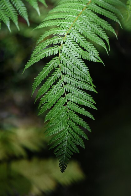 Cerca de hoja de helecho