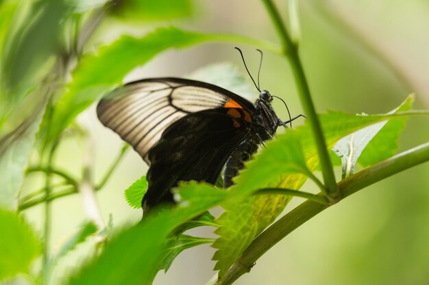 A cerca de una hoja con mariposa